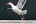 mr_jay_01's Avatar